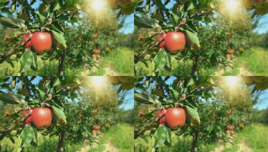 果园里的红苹果高清在线视频素材下载