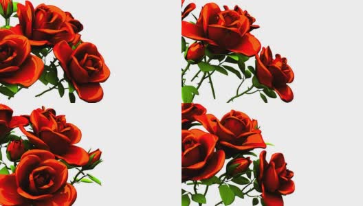 白色文字空间上的红玫瑰花束高清在线视频素材下载