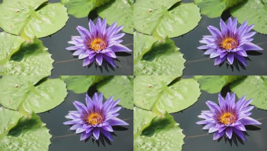 lotus紫色高清在线视频素材下载