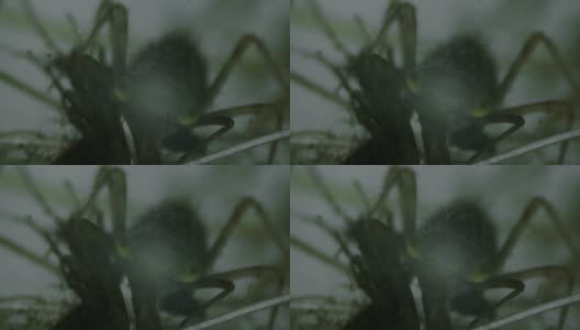 蜻蜓的幼虫在显微镜下捕捉并吃掉了这种微生物高清在线视频素材下载