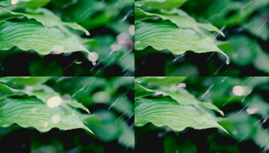 雨水落在新鲜的绿叶上高清在线视频素材下载