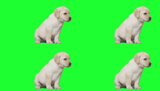 可爱的拉布拉多小狗坐着高清在线视频素材下载