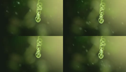雨水洒落在嫩叶上，以自然的淡绿色为背景高清在线视频素材下载