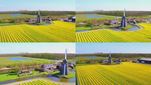 来自荷兰乡村传统的盛开的郁金香田高清在线视频素材下载