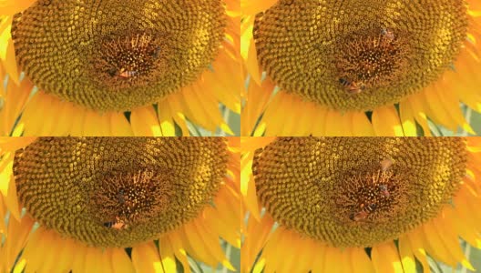 蜜蜂飞着黄色的向日葵高清在线视频素材下载