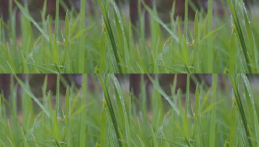 清新的晨露上的春草，自然的背景-近距离与浅高清在线视频素材下载