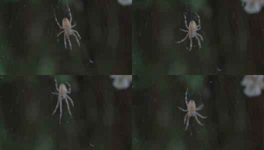 蜘蛛在晚上织网高清在线视频素材下载