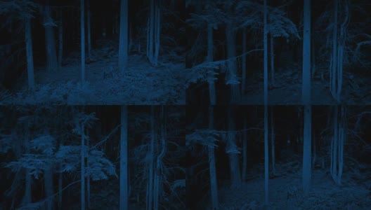 晚上爬上树林里的大树高清在线视频素材下载