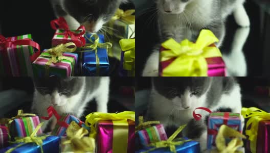 小猫玩圣诞礼盒高清在线视频素材下载