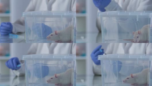 实验室助理用注射器填充药物，在动物身上试验药物高清在线视频素材下载