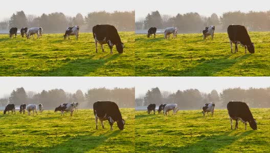 牛在农场早上吃草，在家畜或农业概念。高清在线视频素材下载