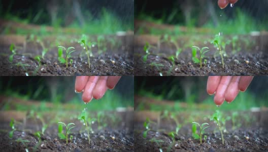 小伙子在雨天用手给植物浇水。慢动作镜头。高清在线视频素材下载
