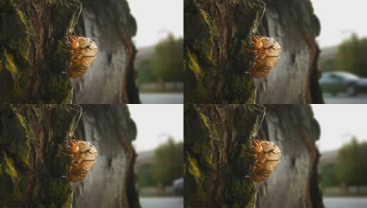 一只蝉壳栖息在郊区的一棵树上高清在线视频素材下载