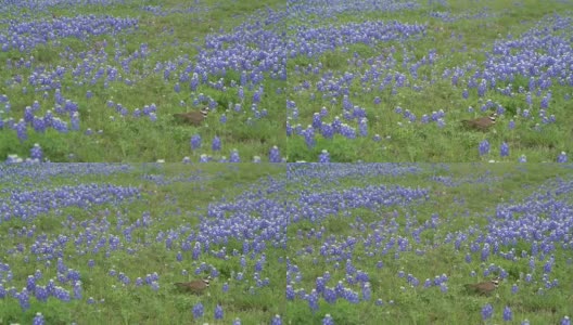 德州蓝矢车菊的猎鹿鸟求偶鸣叫高清在线视频素材下载