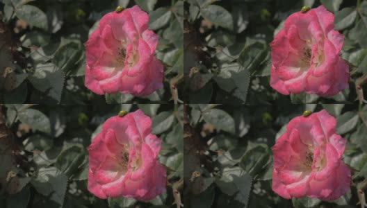 粉红色玫瑰花在花园里与黄色瓢虫4K高清在线视频素材下载
