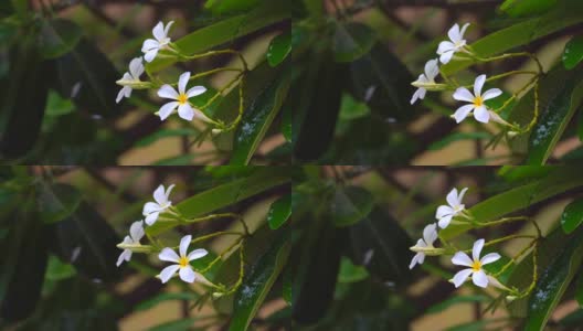 慢镜头雨点落在鸡蛋花或鸡蛋花上高清在线视频素材下载