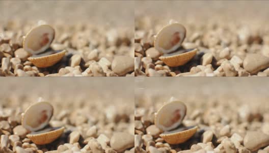 在阳光明媚的日子里，在卵石滩上开放的贝壳。高清在线视频素材下载