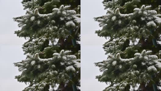 4K雪花飘落在针叶树的树枝上高清在线视频素材下载