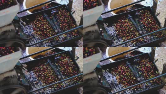 阿拉比卡咖啡的樱桃在工厂的过程中，收获的樱桃在机器为纸浆由机器高清在线视频素材下载