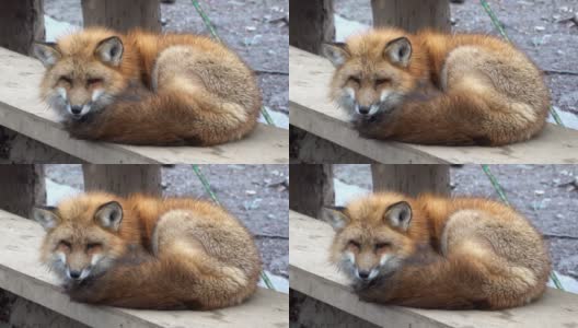 日本雪狐高清在线视频素材下载