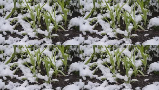 绿油油的草地上覆盖着一层雪，在春季降雪期间特写。高清在线视频素材下载