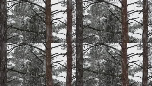 初春时节，德国的松林里下着密集的雪高清在线视频素材下载