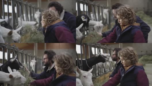 父亲和儿子在牲口棚里喂山羊吃草高清在线视频素材下载