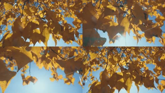 近距离拍摄的橙色树叶在秋天。下降。太阳射线。夏季结束的概念。美丽的大自然。从底部到天空的低角度视图高清在线视频素材下载