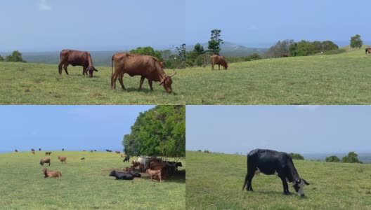 牛在澳大利亚农村开阔的平原上吃草高清在线视频素材下载