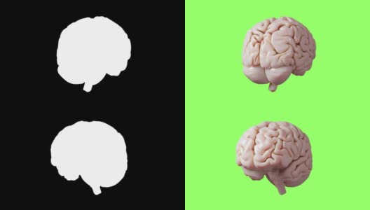 人脑解剖模型三维光滑脑渲染分离在绿色屏幕按键背景医学高清在线视频素材下载