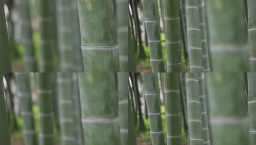 美丽的竹林在传统公园白天聚焦高清在线视频素材下载