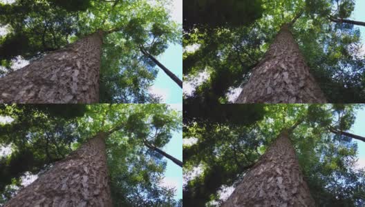 森林里的一棵大松树。大树旋转。低角度的观点高清在线视频素材下载