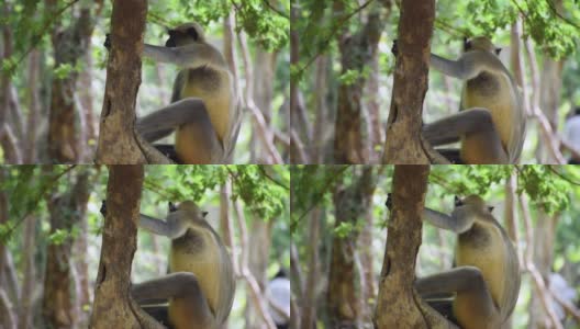 印度古吉拉特邦朱纳加德丛林中，印度猴子坐在树上的特写镜头高清在线视频素材下载