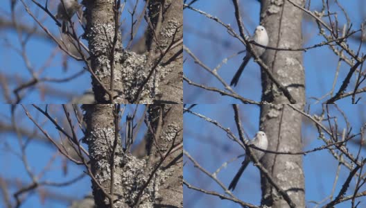 白俄罗斯，长尾山雀或长尾山雀(Aegithalos caudatus)春季筑巢高清在线视频素材下载