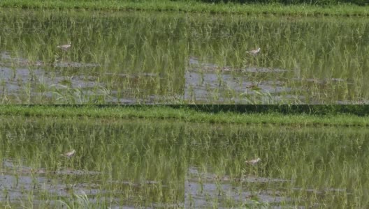 在稻田里寻找食物的鸟儿。田野里鸟类的高清视频。鸟类在巴厘岛稻田里行走的镜头高清在线视频素材下载