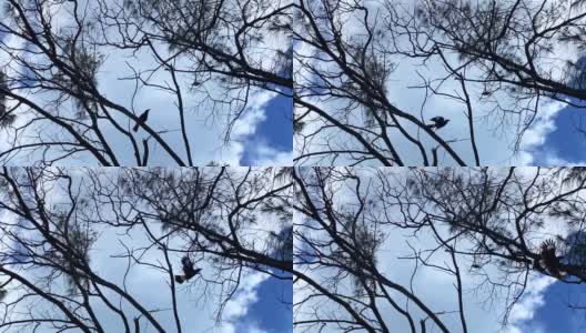 喜鹊从树上飞下来的剪影高清在线视频素材下载