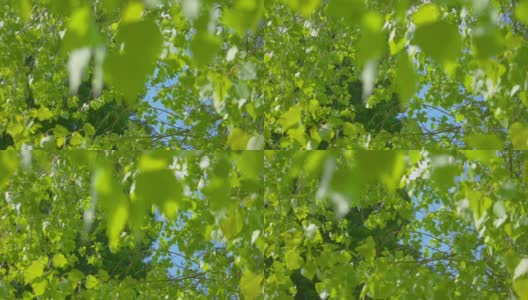绿色的树叶在风中摇摆，慢镜头180fps高清在线视频素材下载