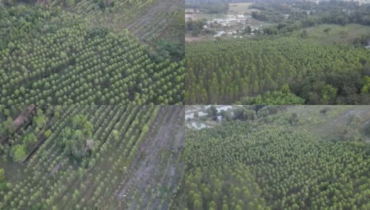 田园诗般的风景和日出时的雁群，乡村风光高清在线视频素材下载