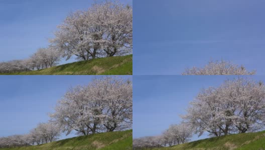 樱花盛开。高清在线视频素材下载