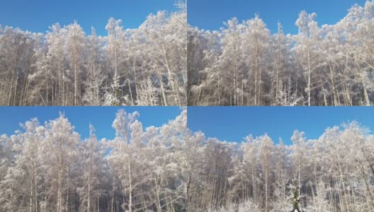 白雪覆盖的落叶树木。高清在线视频素材下载