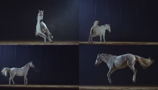 SLO MO白色的马在晚上的竞技场高清在线视频素材下载