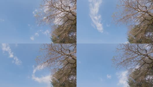 时光流逝的云景在晴朗的一天蓝色的天空背景。枯死树枝干在蓝色的天空与丝绸马戏团云。云在大气中飞行。秋天的阳光洒在树上。B卷高清在线视频素材下载