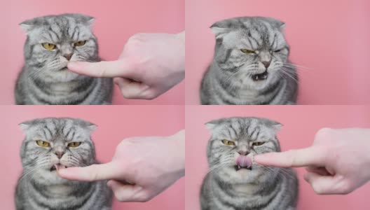 灰色苏格兰折猫与一个不愉快的口吻特写在一个粉红色的背景。高清在线视频素材下载