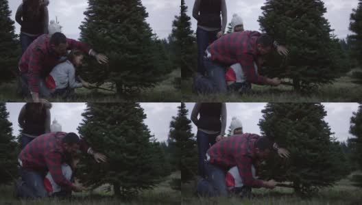 一个年轻的多民族女孩帮助她的父亲砍圣诞树高清在线视频素材下载