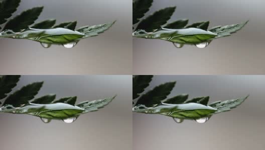 雨滴从绿叶上滴落高清在线视频素材下载