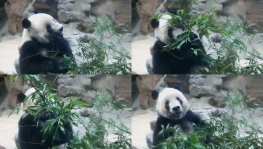 大熊猫在吃竹子，中国成都。高清格式。高清在线视频素材下载