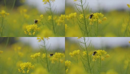 蜜蜂从芥菜花蜜中采集花蜜的慢动作。高清在线视频素材下载