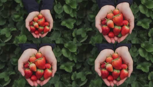 女人手上的新鲜草莓高清在线视频素材下载