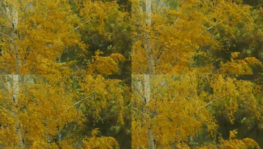 风从桦树上摘下了秋天的黄叶高清在线视频素材下载