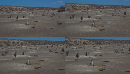 Puerto Madryn Pinguins and Landscapes高清在线视频素材下载